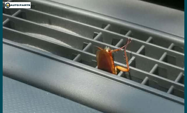 How to Get Rid of Roaches In Car? Application of Diatomaceous Earth and Boric Acid